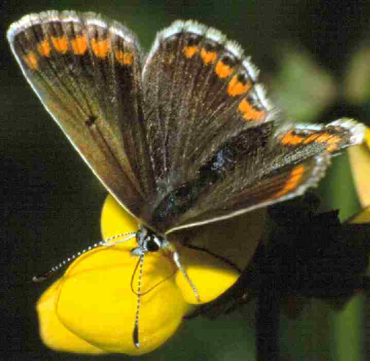 Northern Brown Argus - John Hope